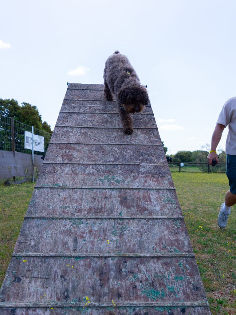 adiestramiento  canino, modificación de conducta, entrenamiento perros