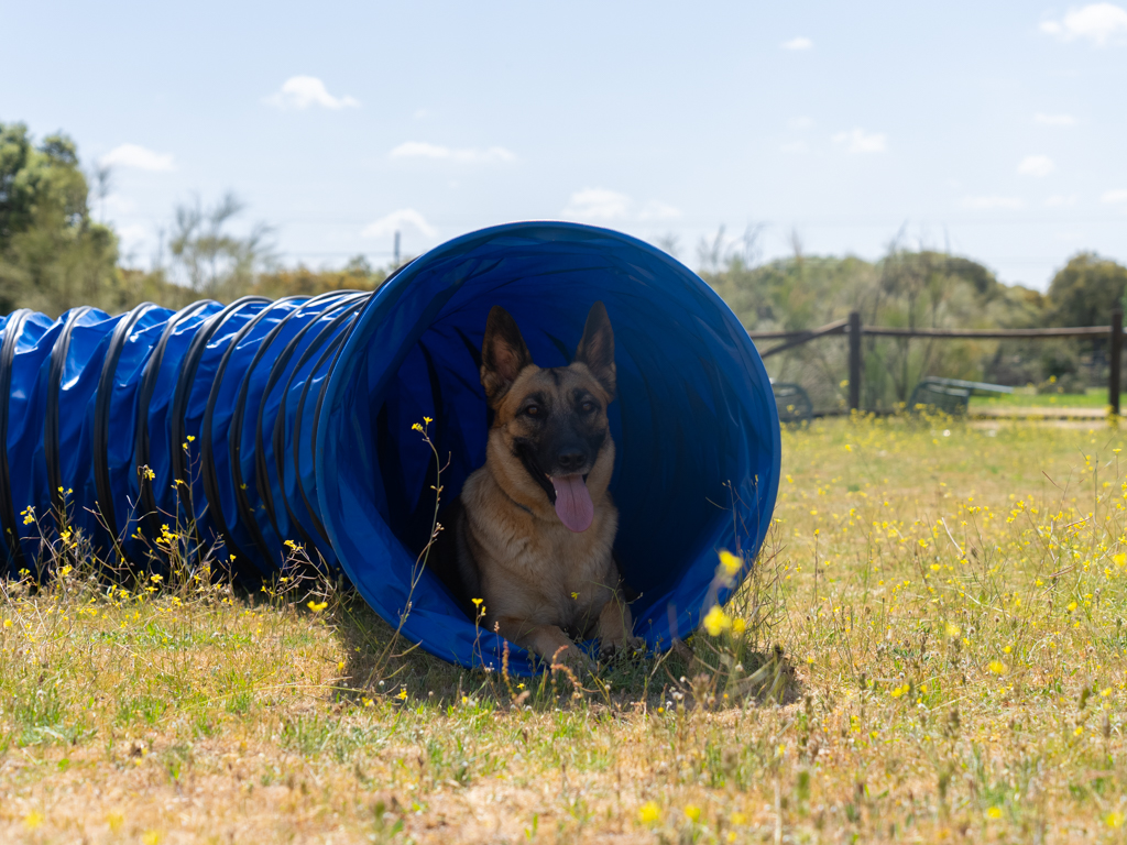educación Canina, modificación de conducta animal, adiestramiento canino