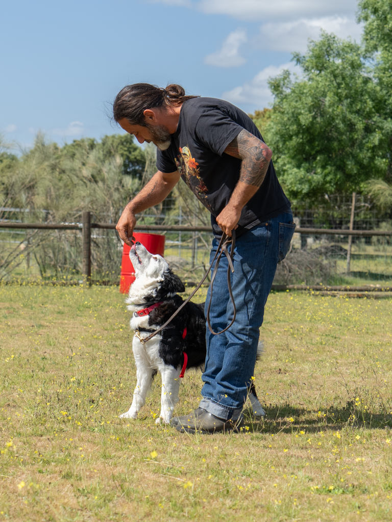 adiestramiento  canino, modificación de conducta, entrenamiento perros