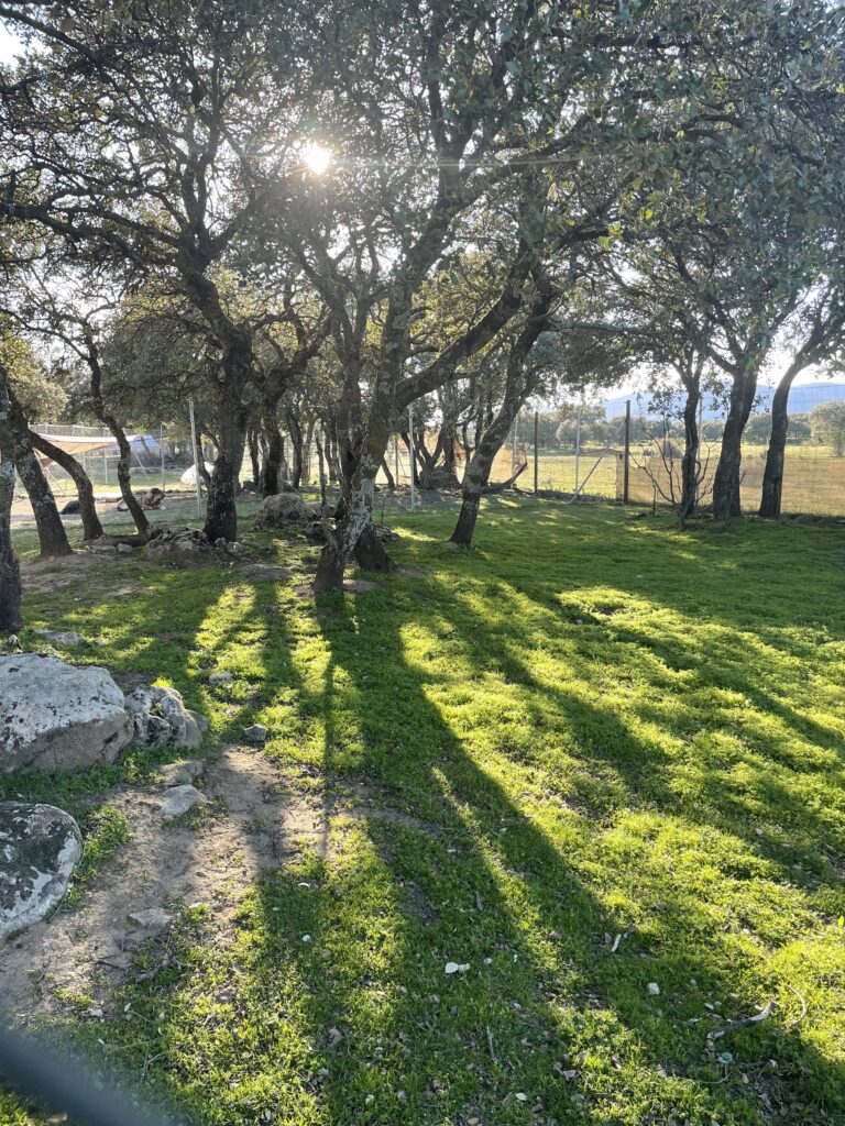 residencia canina, guardería perros, hotel canino