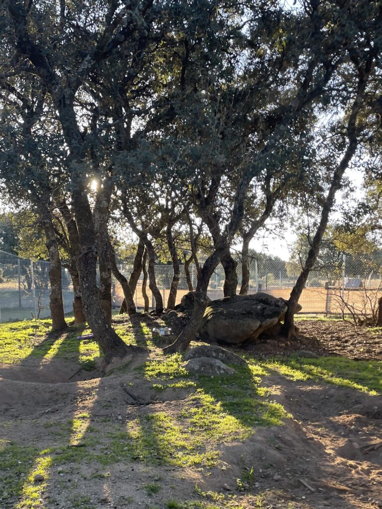 residencia canina, guardería perros, adiestramiento