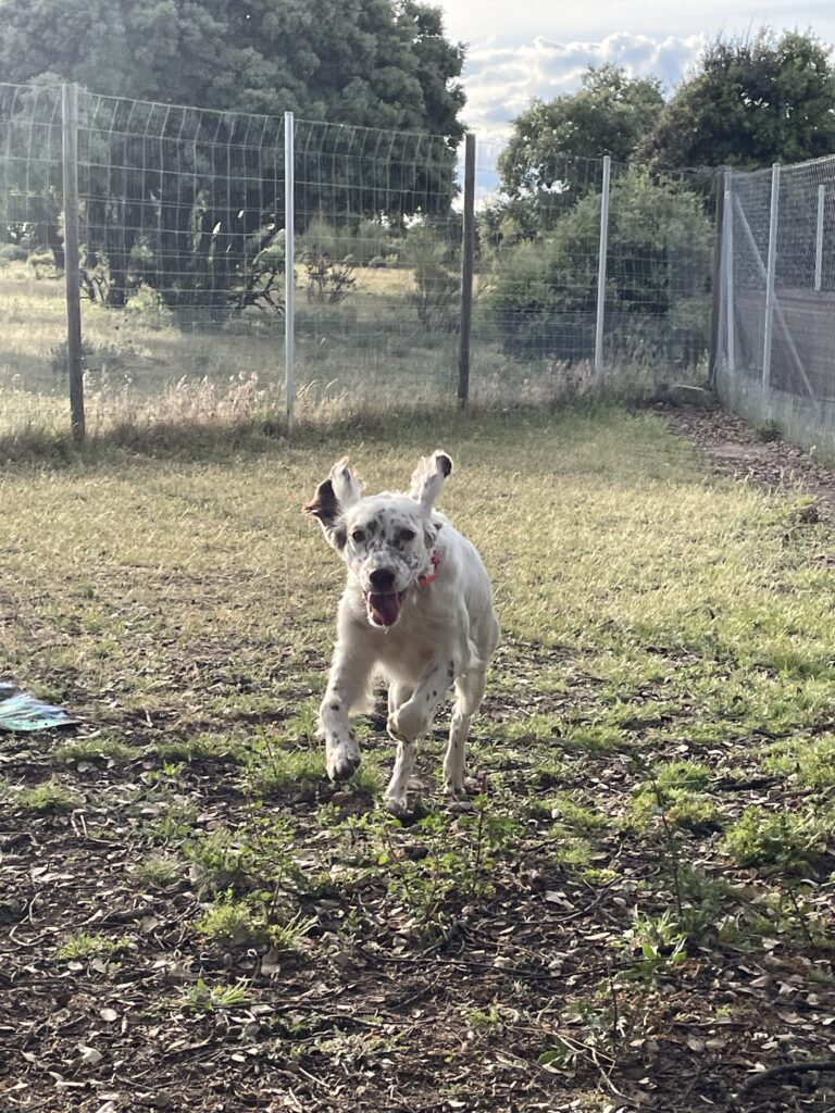 residencia canina, guarderia perros, hotel canino